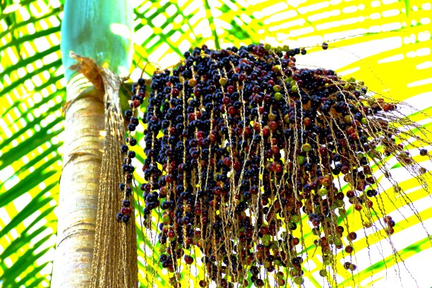 acai