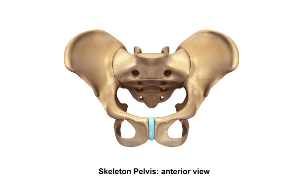 pelvis