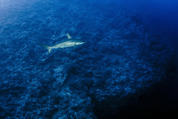 红海鲨鱼