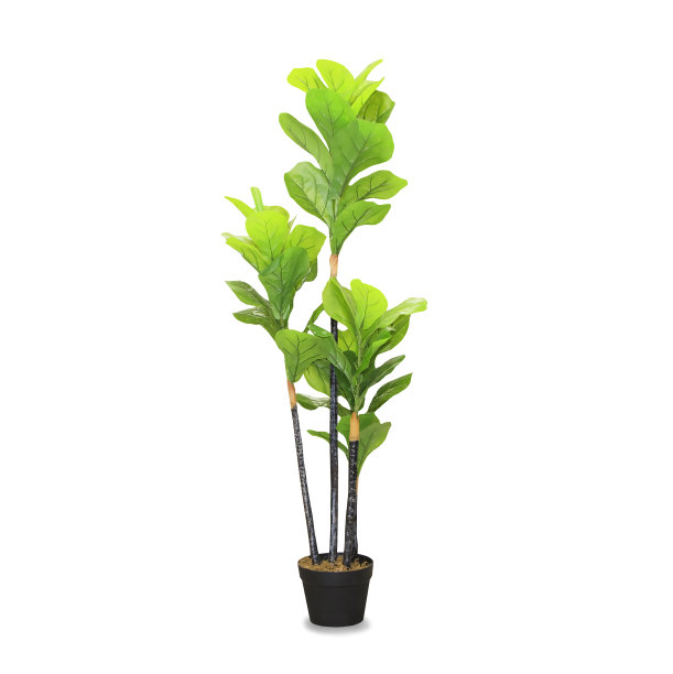 棕榈竹