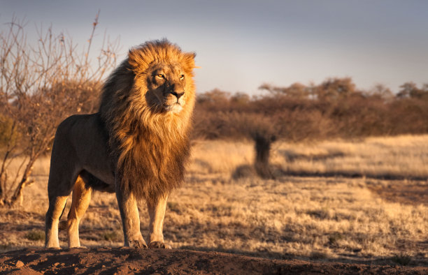 leo