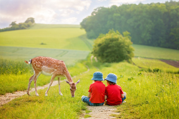 deer