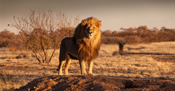 leo