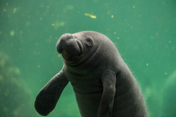 海牛
