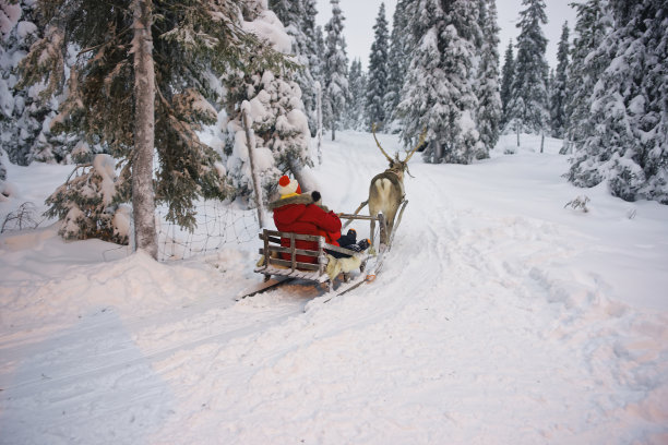 reindeer