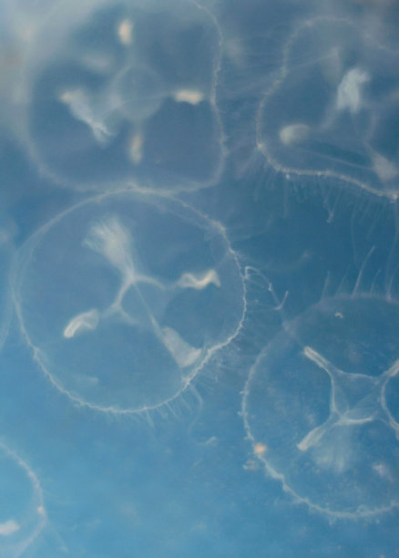 jellyfish