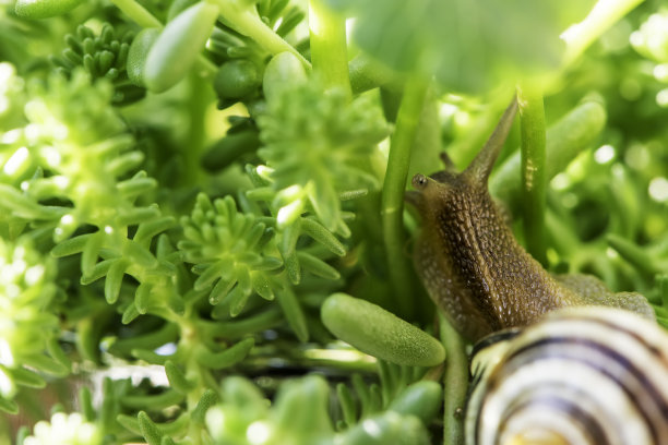 多肉植物与蜗牛