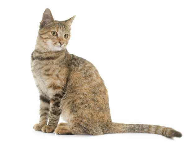 斑纹猫