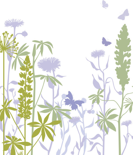 lupinus