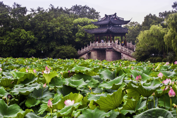 杭州西湖荷花