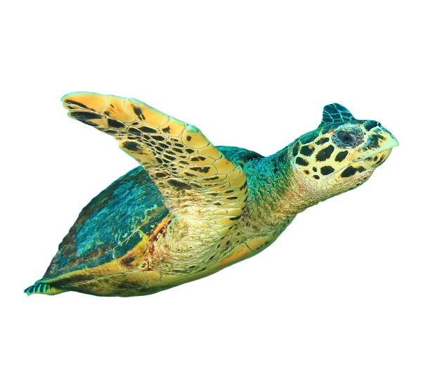 chelonia