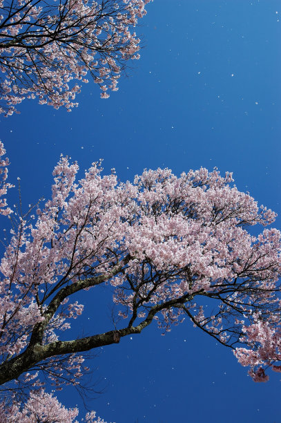 樱花节 春游 清明