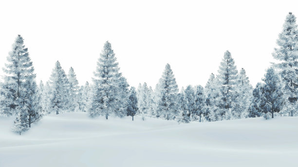 spruce