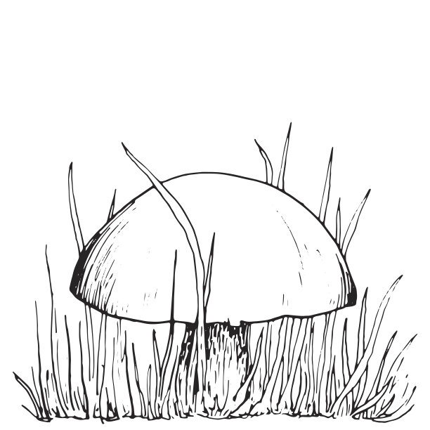 蘑菇速写画