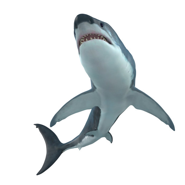 shark