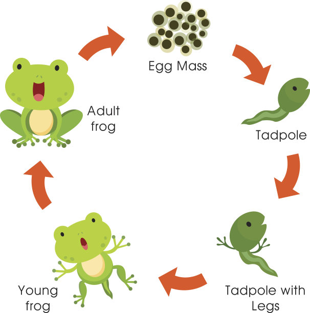 frog