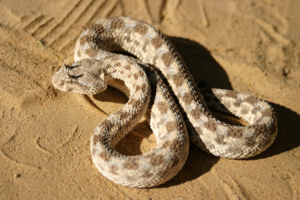 atheris