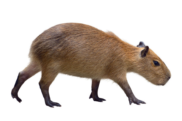 capybara