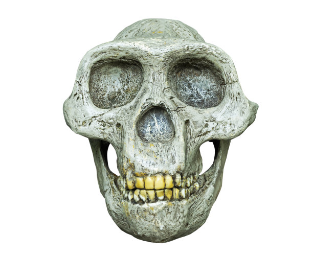 ape