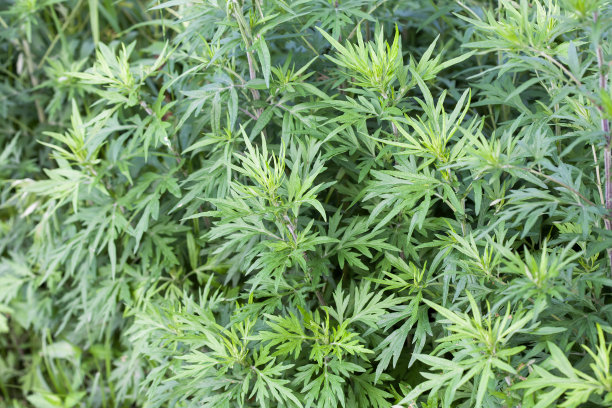 mugwort