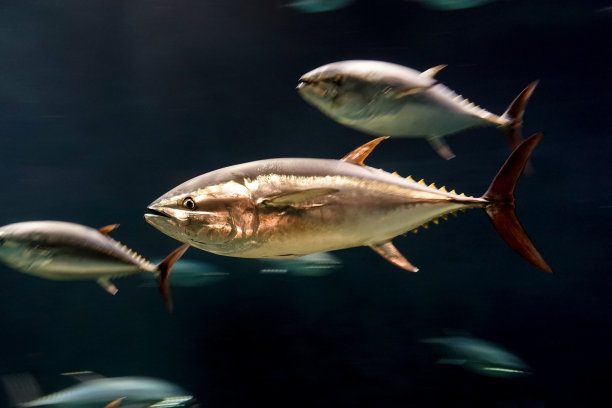 tuna
