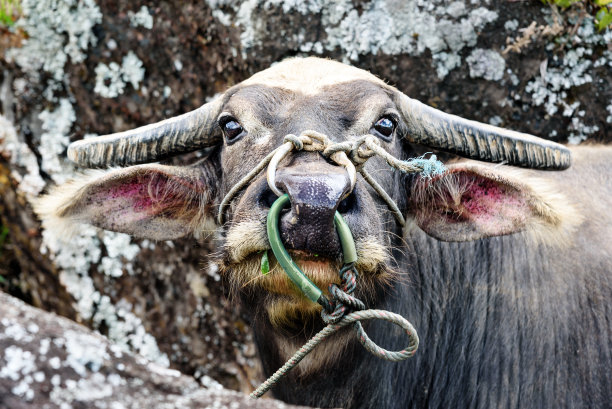 buffalo