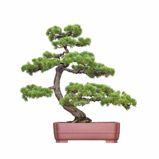 pinus