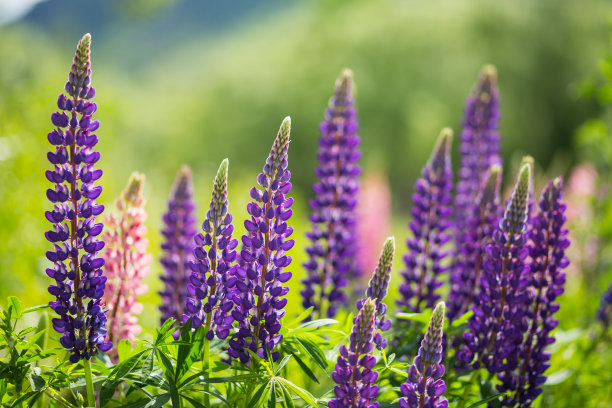 lupinus