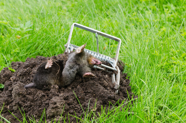 mole