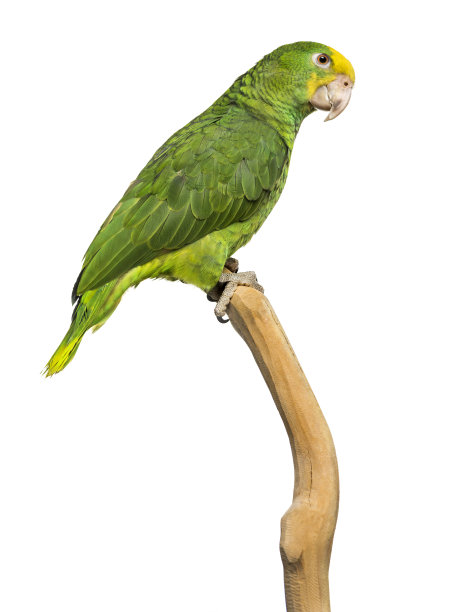黄头亚马逊鹦鹉