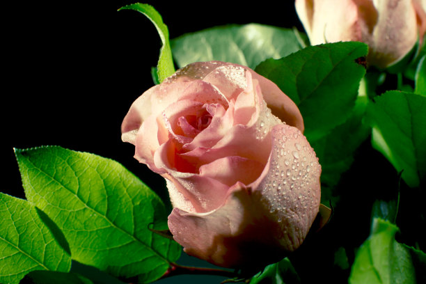 玫瑰花瓣上的水珠露珠