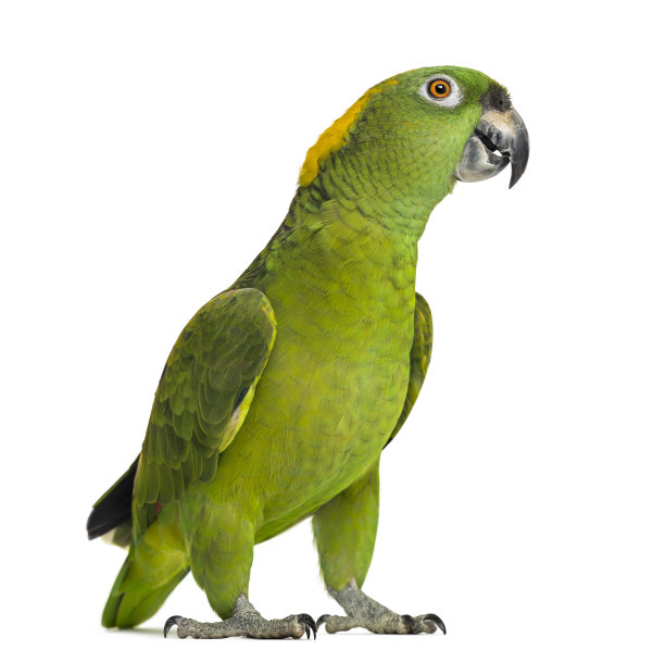 parrots