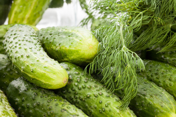 dill