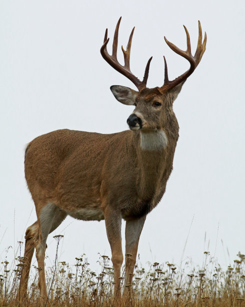 deer