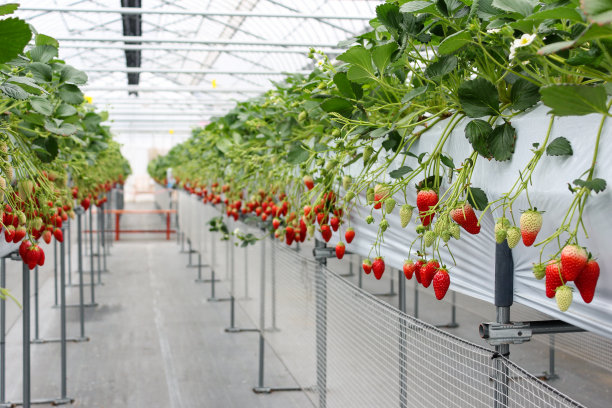 greenhouse