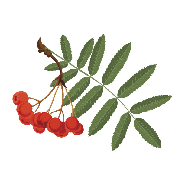 rowan