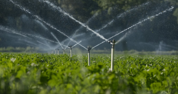 irrigation