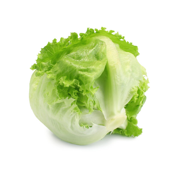 lactuca