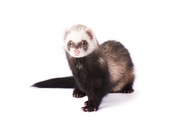 mustela