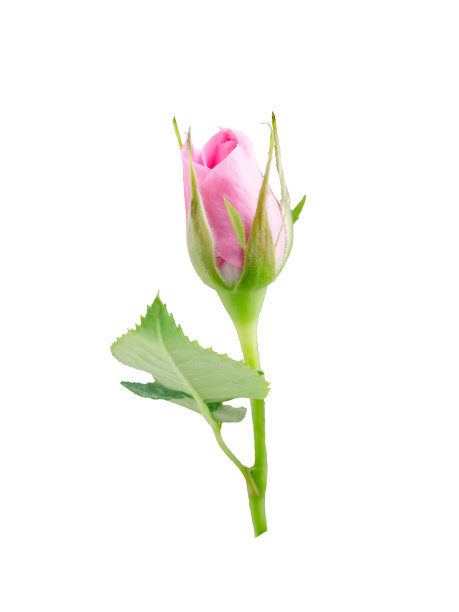 budding