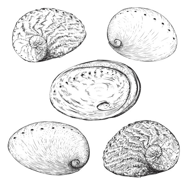abalone