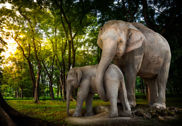 elephant