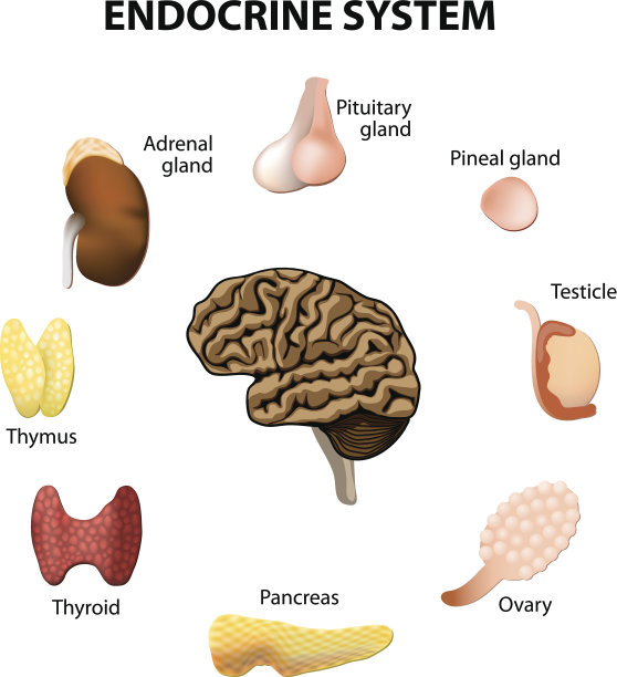 thymus