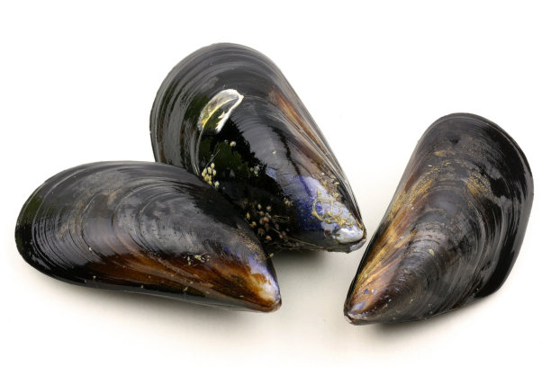 mussels