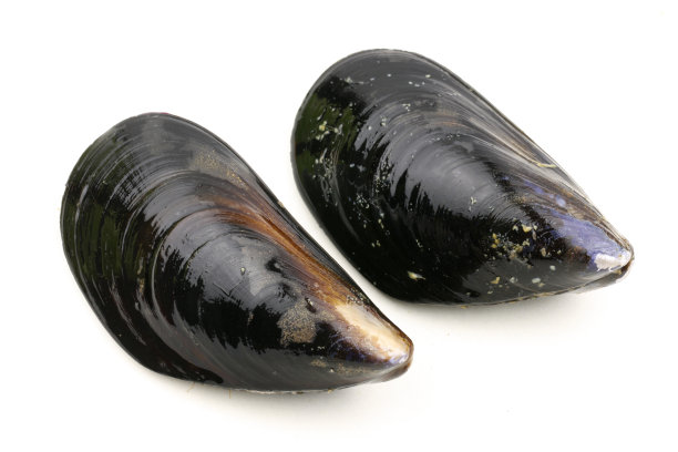 mussels