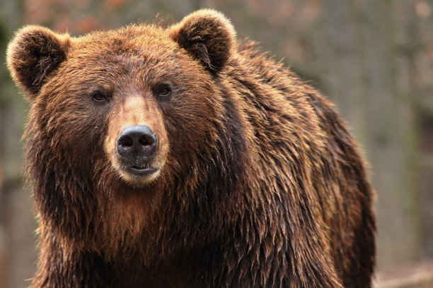 ursus