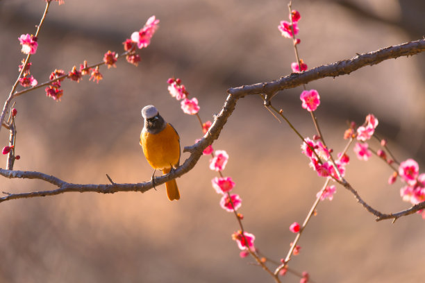 鲜花雀梅