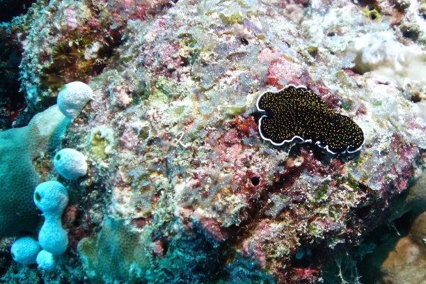 海葵,裸鳃亚目动物,印度洋