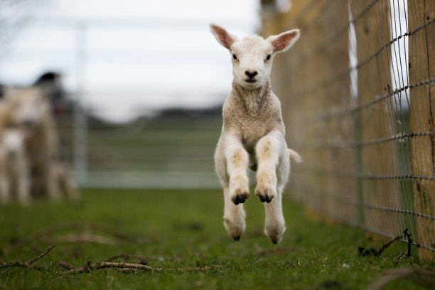 lamb
