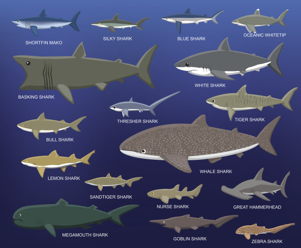 shark